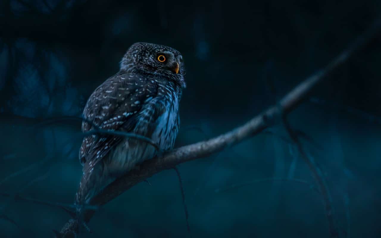 close up shot of an owl perched on a tree branch