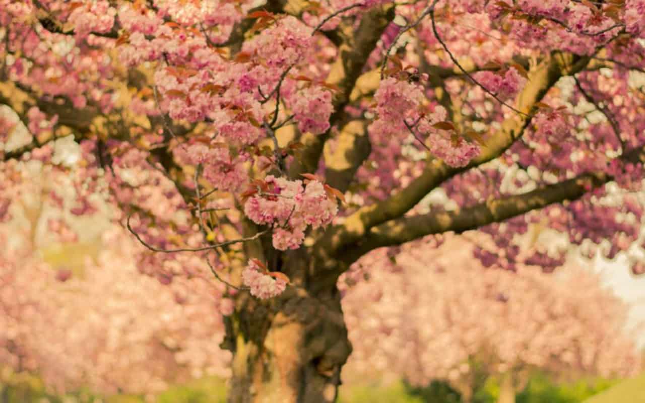 cherry blossom tree in close up photo
