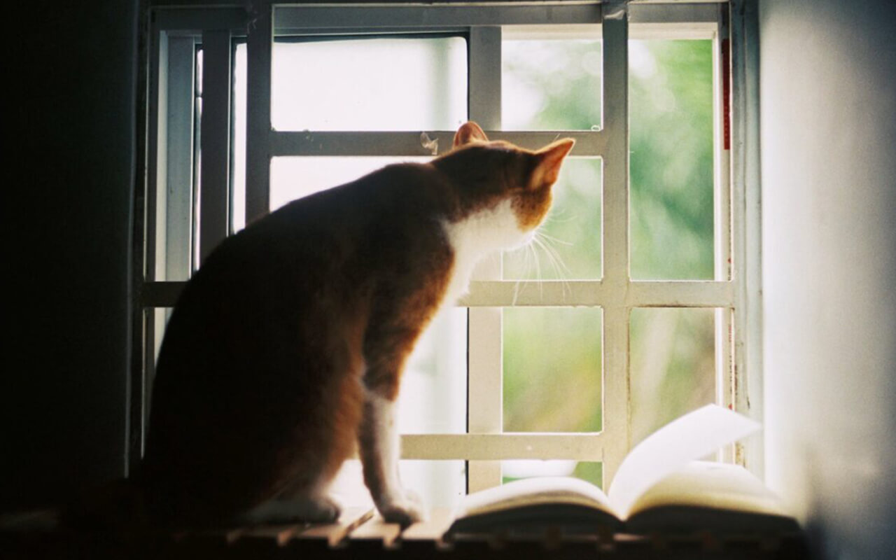Cat looking out a window next to an open book