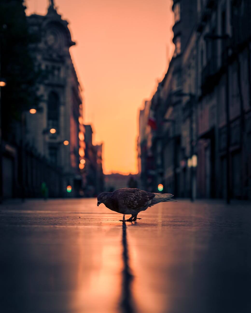 bird on city street