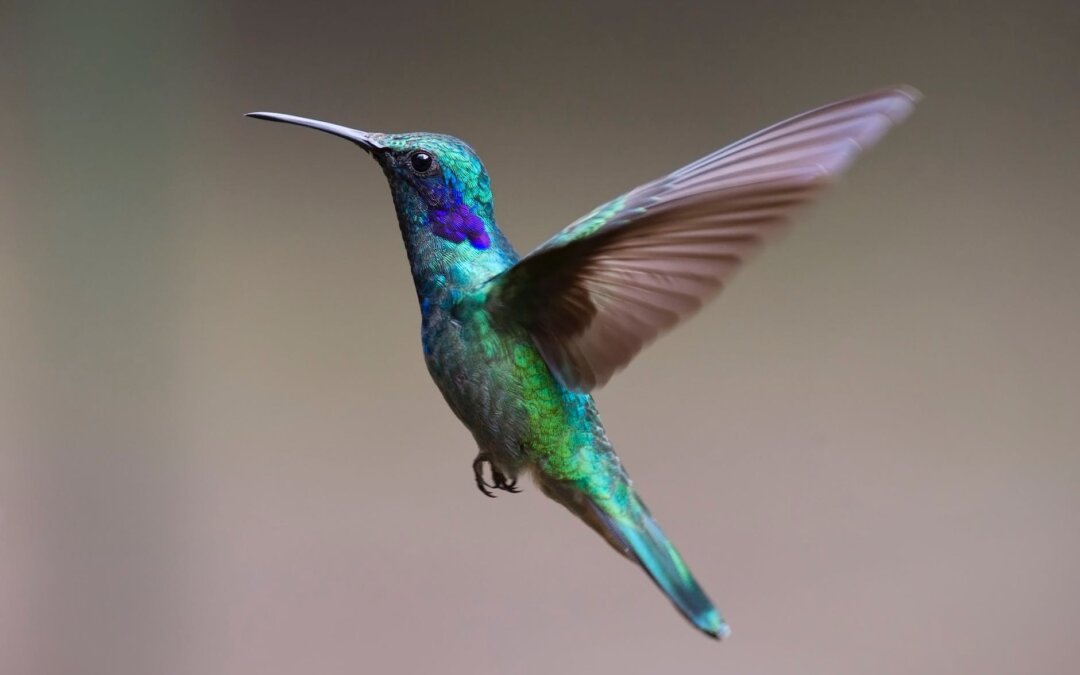 Hummingbirds Remember Every Flower They Visit